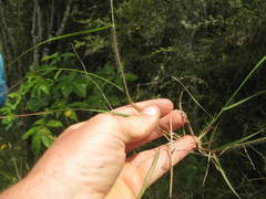 Rytidosperma gracile