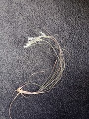 Rytidosperma gracile