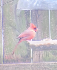 Cardinalis cardinalis