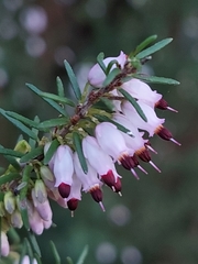 Erica erigena