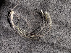 Rytidosperma gracile