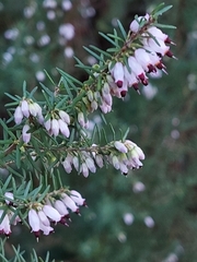 Erica erigena