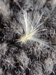 Rytidosperma gracile