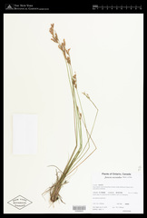 Juncus secundus