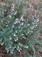 Erica erigena