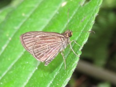 Vehilius stictomenes