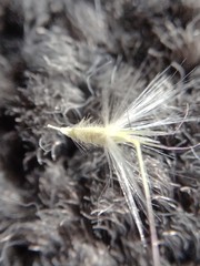 Rytidosperma gracile