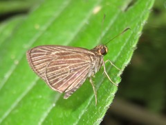 Vehilius stictomenes