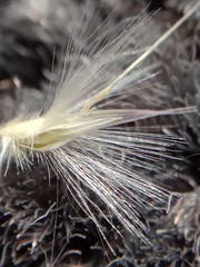 Rytidosperma gracile