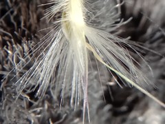 Rytidosperma gracile