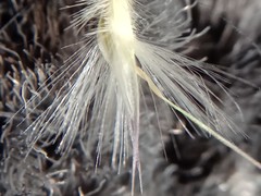 Rytidosperma gracile