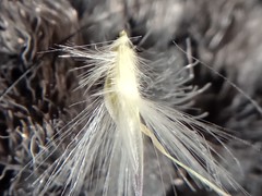 Rytidosperma gracile