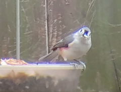 Baeolophus bicolor