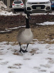 Branta canadensis