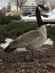 Branta canadensis