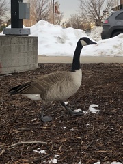 Branta canadensis