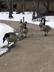 Branta canadensis