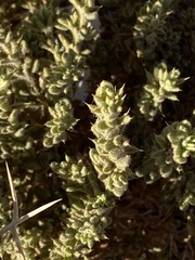 Fagonia mollis