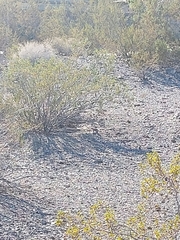 Ammospermophilus leucurus