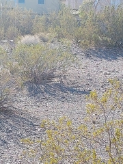 Ammospermophilus leucurus