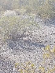 Ammospermophilus leucurus