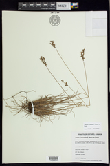 Juncus secundus