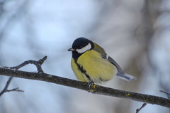 Parus major