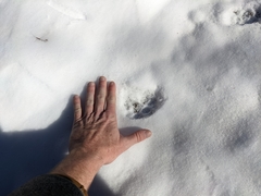 Canis familiaris