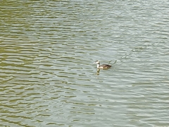 Podiceps cristatus
