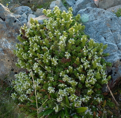 Veronica macrocalyx macrocalyx