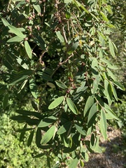 Euphorbia olowaluana