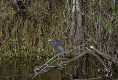 Egretta tricolor image