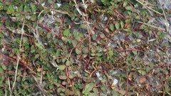 Euphorbia thymifolia
