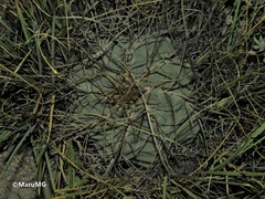 Thelocactus hexaedrophorus