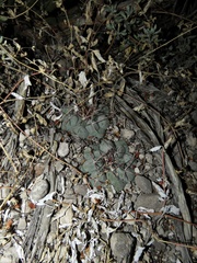 Thelocactus hexaedrophorus