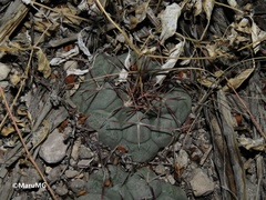 Thelocactus hexaedrophorus