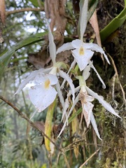 Trichopilia fragrans