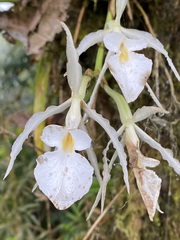 Trichopilia fragrans