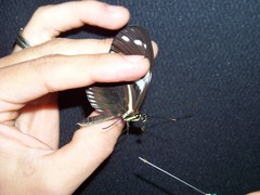 Heliconius hecale clearei