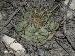 Thelocactus hexaedrophorus