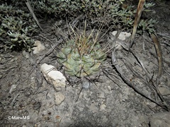 Thelocactus hexaedrophorus