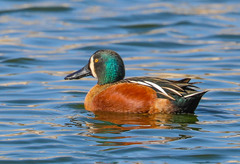 Spatula clypeata × cyanoptera