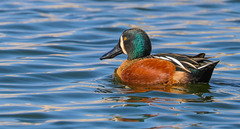 Spatula clypeata × cyanoptera