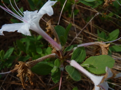 Rhododendron atlanticum
