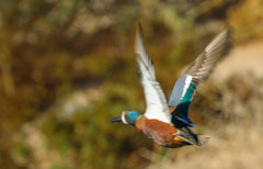 Spatula clypeata × cyanoptera