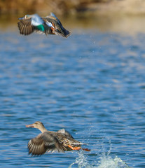 Spatula clypeata × cyanoptera