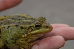 Pelophylax lessonae