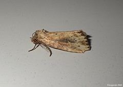 Photedes panatela