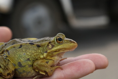 Pelophylax lessonae