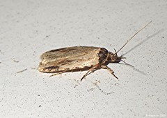 Agonopterix atrodorsella